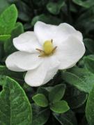 Gardenia jasminoides. MTC